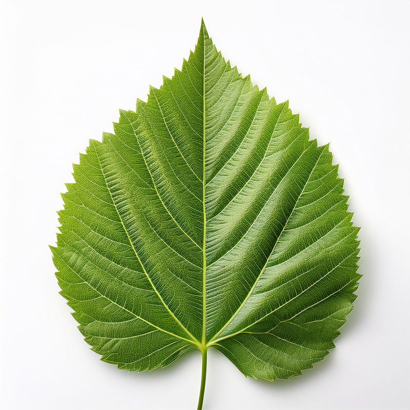 BIO Naturprodukte kbA